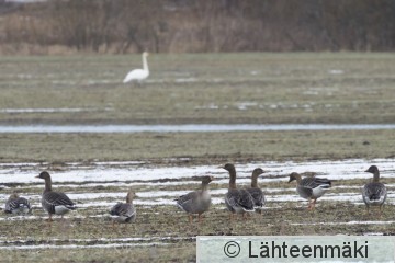 Metsähanhi 17_Reijo Lähteenmäki.jpg