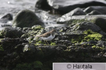 Rantasipi, Fuerteventura 5b.JPG