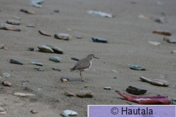 Amerikanmetsäviklo, Tobago, 1.jpg