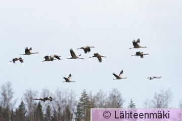 Kurki 31_Reijo Lähteenmäki.jpg