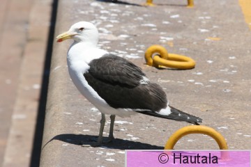 Etelän selkäloki, larus vetula, Kapkaupunki, RSA,.jpg