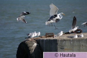 Harmaapäälokki, Banjul, Osku, 1.jpg