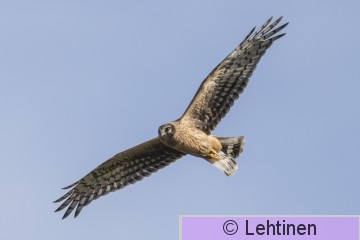 Sinisuohaukka, Hen Harrier, Circus cyaneus, Virolahti, Finland, 31.8.2019_6262_edited-1.jpg