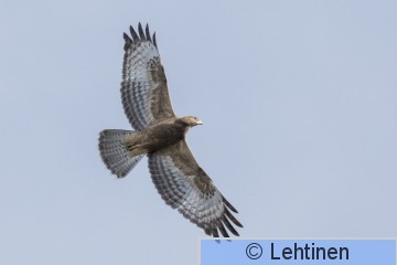 Mehiläishaukka, Honey Buzzard, Pernis apivorus, Virolahti, Finland, (b), 31.8.2019_6280_edited-1.jpg