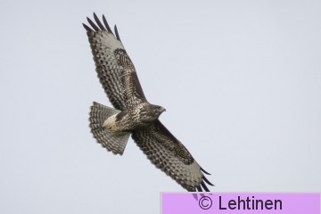 Hiirihaukka, Common Buzzard, Buteo buteo, Villilä, Sastamala, Finland 4.9.2019, _6354_edited-3 kopio.jpg