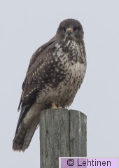 Hiirihaukka, Common Buzzard, Buteo buteo, Haukijärvi, Hämeenkyrö, Finland, 3.12.2018,_7899_edited-2 kopio 3.jpg