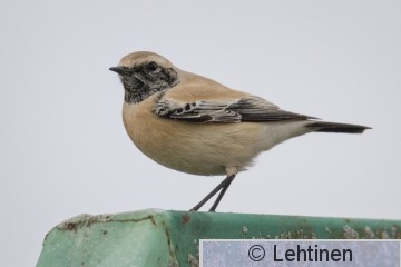 Aavikkotasku, Desert Wheatear, Oenanthe deserti, Koukkujärven kaatopaikka, Nokia, Finland, 24.10.2019_7429_edited-2.jpg