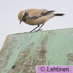 Aavikkotasku, Desert Wheatear, Oenanthe deserti, Koukkujärven kaatopaikka, Nokia, Finland, 24.10.2019_7411.jpg