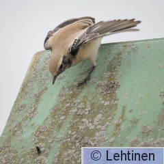 Aavikkotasku, Desert Wheatear, Oenanthe deserti, Koukkujärven kaatopaikka, Nokia, Finland, 24.10.2019_7412.jpg