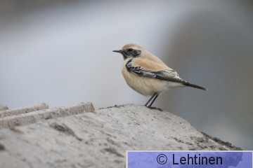 Aavikkotasku, Desert Wheatear, Oenanthe deserti, Koukkujärven kaatopaikka, Nokia, Finland, 24.10.2019_7467_edited-1.jpg