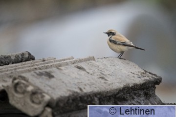 Aavikkotasku, Desert Wheatear, Oenanthe deserti, Koukkujärven kaatopaikka, Nokia, Finland, 24.10.2019_7467.jpg