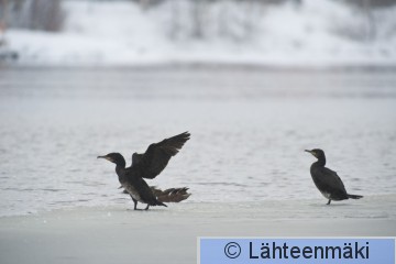 Merimetso 1_12022012_Tampere Hatanpää.jpg