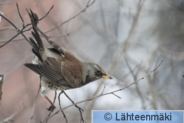 Räkättirastas 1_12022012_Tampere Hatanpää.jpg