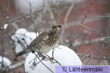 Räkättirastas 2_12022012_Tampere Hatanpää.jpg