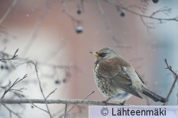 Räkättirastas 4_12022012_Tampere Hatanpää.jpg