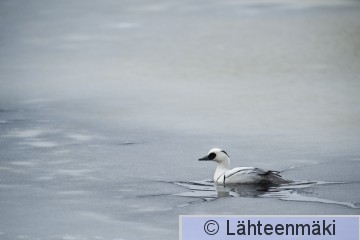 Uivelo koiras_12022012_Tampere Hatanpää.jpg