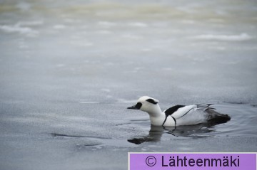 Uivelo koiras 2_12022012_Tampere Hatanpää.jpg