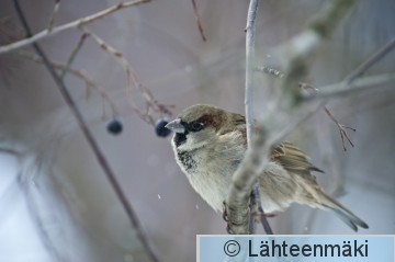 Varpunen 1_12022012_Tampere Hatanpää.jpg