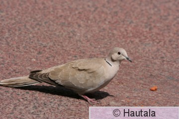 Turkinkyyhky, Fuerteventura, c.JPG