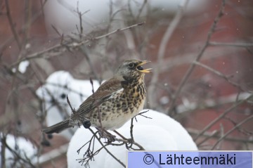 Räkättirastas_12022012_Tampere Hatanpää.jpg