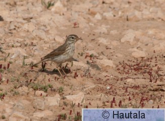 Kanariankirvinen, Fuerteventura, 4b.JPG