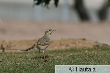 Nummikirvinen, El Gouna, 1.JPG