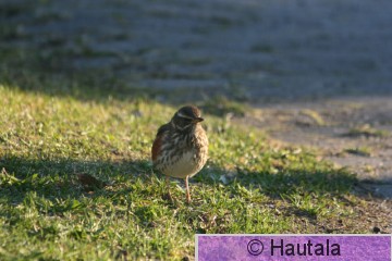 Punakylkirastas, piha 2.jpg