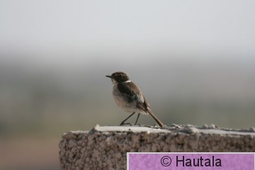 Kanariantasku, Fuerteventura, koiras.JPG