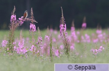 pikkulepinkainen_Ruovesi160722_iso.jpg
