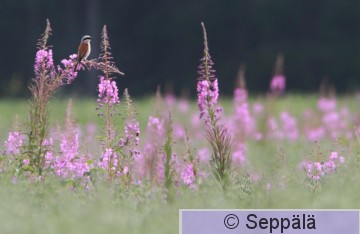 pikkulepinkainen_Ruovesi160722_iso.jpg