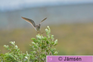 DSC_2503.jpg