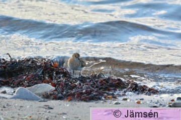 DSC_2028.jpg