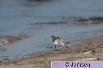 DSC_2391019379.jpg