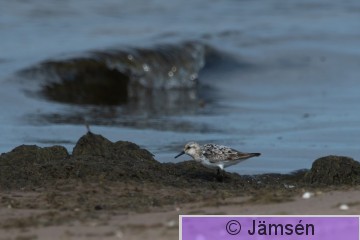 DSC_2481019436.jpg