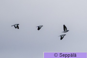 Uuttukyyhky, Stock Dove, Columba oeanas, Linnanen, Valkeakoski, Finland, 23.2.2020, -1683-1.jpg