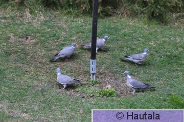 Sepelkyyhky, Columba palumbus, Tre.JPG