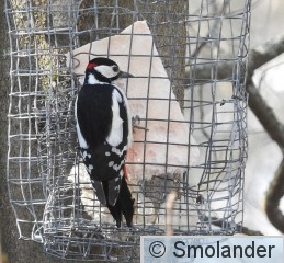 käpytikka k  3.4.20 Särkänsalmi.jpg