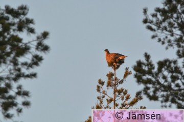 DSC_3435.jpg