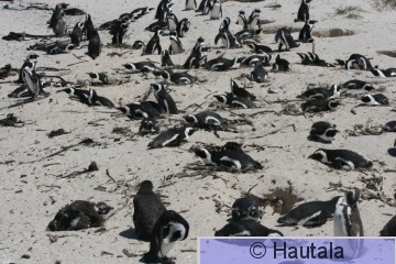 Afrikan pingviini, spheniscus, Kap-kaupunki, RSA, 7.jpg