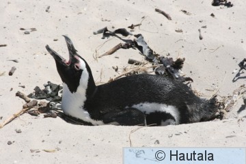 Afrikan pingviini, spheniscus demersus, Kap-kaupunki, RSA, 8.jpg