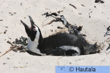 Afrikan pingviini, spheniscus demersus, Kap-kaupunki, RSA, 8.jpg