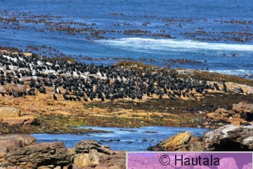 Kapinmerimetso, phalacrocorax capensis, Kap-kaupunki, RSA, 7.jpg