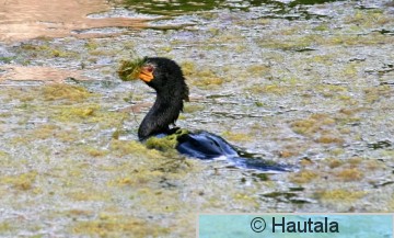 Kapinmerimetso, phalacrocorax capensis, Montagu, RSA, 4.jpg