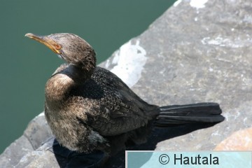 Matalikkomerimetso, phalacrocorax neglectus, Kapkaupunki, RSA, 1.jpg