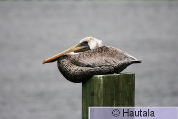 Ruskopelikaani, Delray Beach, 5.jpg