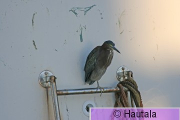 Amerikankyyryhaikara, Green heron, Florida, 4.JPG