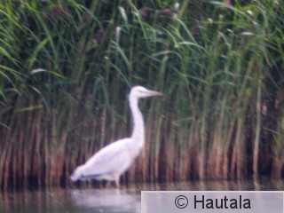 Harmaahaikara Porissa, albino.jpg