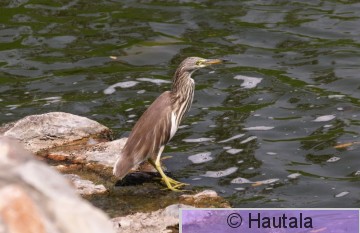 Kiinanriisihaikara, ardeola bacchus, Hua Hin, taimaa.JPG