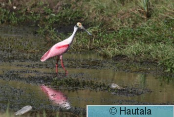 Ruusukapustahaikara, Florida, 11.JPG