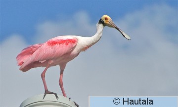 Ruusukapustahaikara, Fort Myers, 21,osku.JPG